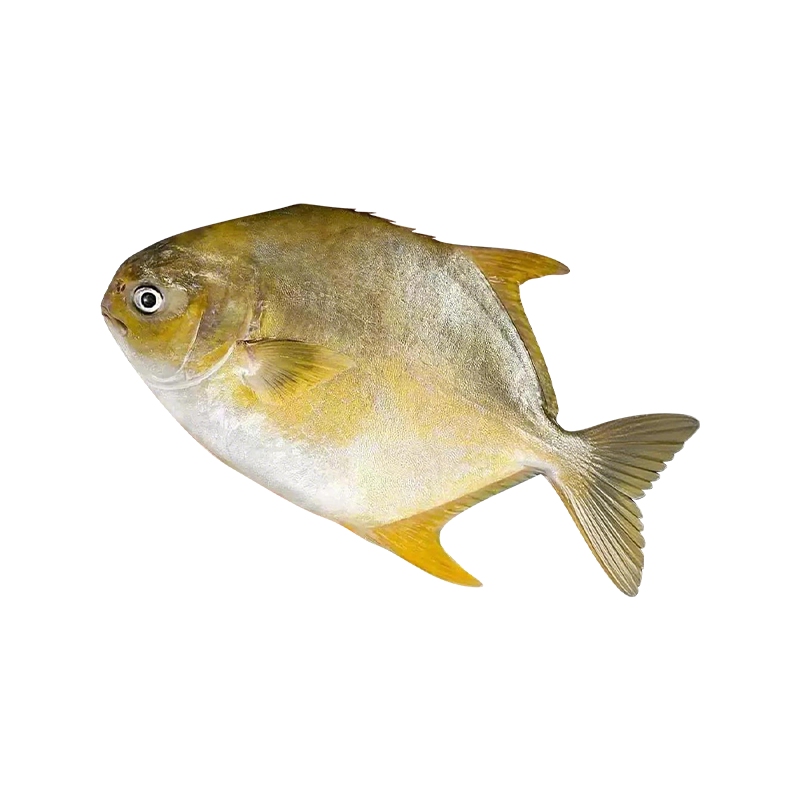 金鲳鱼新鲜冷冻鱼深海鲳鱼平鱼海鲜水产鱼肉多规格