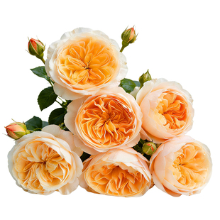 虹越月季花苗龙沙宝石蓝色阴雨红木香藤冰山爬藤灌木盆栽强香玫瑰