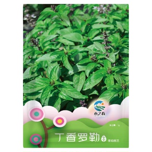 丁香罗勒种子家庭园艺罗勒盆栽籽薄荷罗勒叶芳香四季阳台种籽孑