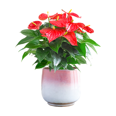 特级大盆红掌盆栽好养活清新空气