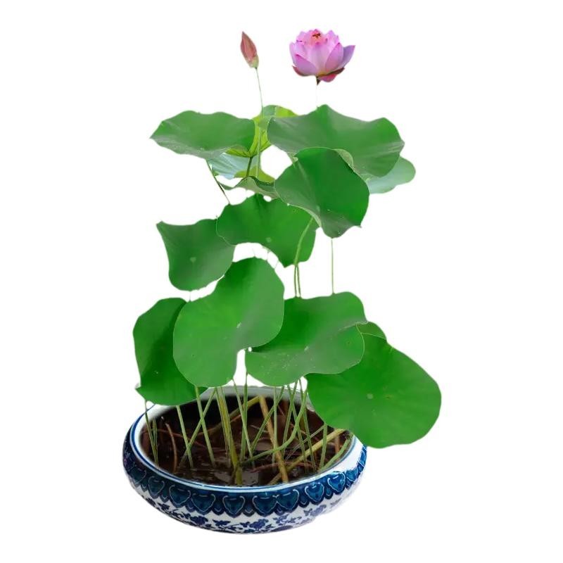 玲玲花卉四季水培开口碗莲种子