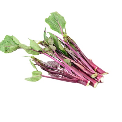 红菜苔秧苗青菜苔苗苤蓝苗菜苗四季种植蔬菜苗莴苣苗生菜苗新鲜苗
