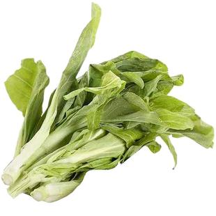 48小时内发货!现摘当季白菜苔新鲜蔬菜农家自种白菜心绿色叶菜