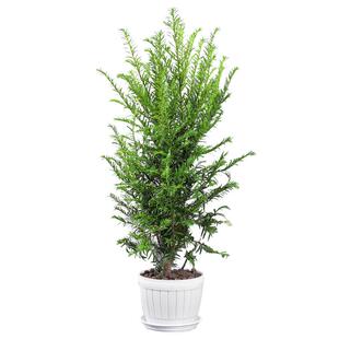 正宗红豆杉盆栽树苗花卉植物办公室内大型盆景桌面小绿植好养老桩