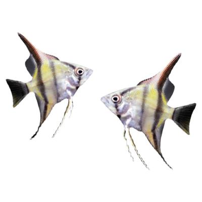 神仙鱼热带淡水鱼好养耐活