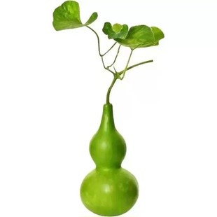 正宗中号葫芦种子庭院易种爬藤生长快胡芦瓜宫廷八宝葫芦籽瓠瓜大