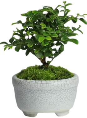 桌面微型植物小叶九里香指姆盆栽