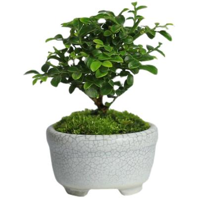 桌面微型植物小叶九里香指姆盆栽