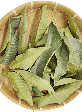 橄榄叶新鲜青果叶中草药