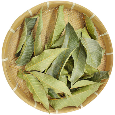 橄榄叶新鲜青果叶中草药