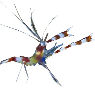 海水鱼虾美人海葵虾性感机械紫光虾薄荷火焰白须龙虾麒麟虾美人虾