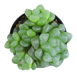 壹分皿十二卷属玉露多肉植物盆栽桌面植物迷你萌肉水晶冰灯罕见