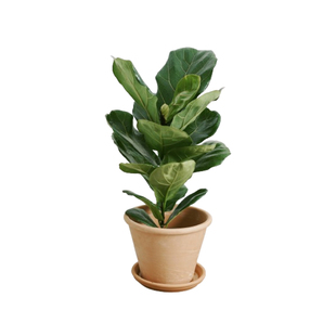 DOLV 豆绿 大型琴叶榕 北欧ins室内落地盆栽家居喜阳客厅大叶绿植