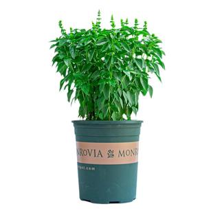 九层塔盆栽室内阳台金不换可食用新鲜香草香料植物薄荷罗勒叶绿植