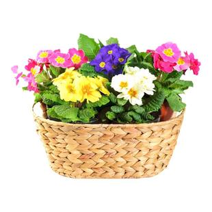 报春花种子樱花草欧洲报春花耐寒花卉室内阳台长花期盆栽庭院花籽