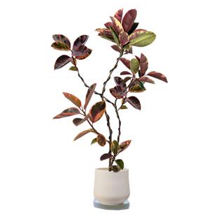 花叶橡皮树客厅大盆栽红关公老桩造型树大叶黑金刚大型室内绿植物