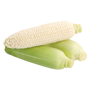 东方甄选牛奶水果玉米当季新鲜蔬菜早餐火锅烧烤食材甜玉米顺丰