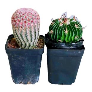 仙人球组合盆栽红太阳西瓜球多棱玉室内净化空气新手好养易活萌球