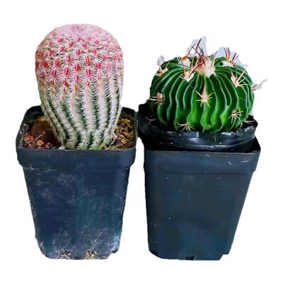 仙人球组合盆栽红太阳西瓜球