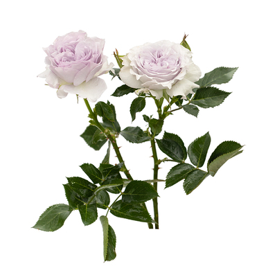 自育天狼月季木本花卉