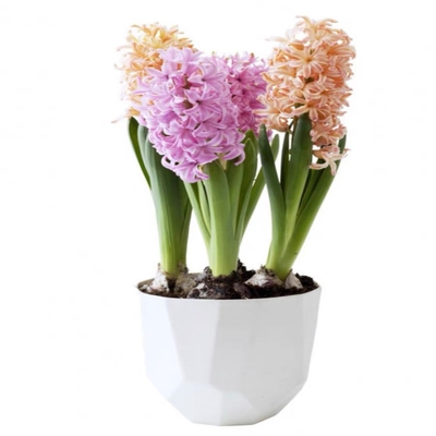 进口荷兰风信子种球土水培