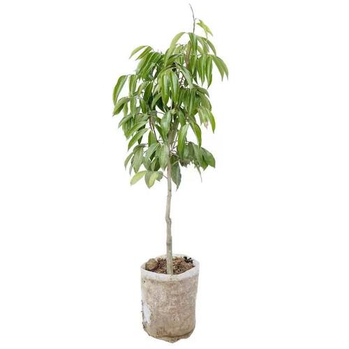 荔枝树果苗仙进奉桂味冰荔盆栽妃子笑嫁接果树糯米糍果苗当年结果