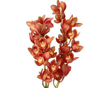 大花蕙兰鲜花云南直发家用室内水培惠兰兰花鲜切花绿色插花虎头兰