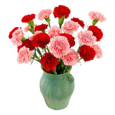 康乃馨鲜花云南基地直发鲜切花真花母亲节教师节花束家用水养插花