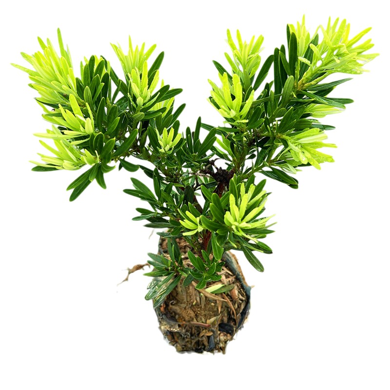 公树开花不结果菊花心罗汉松