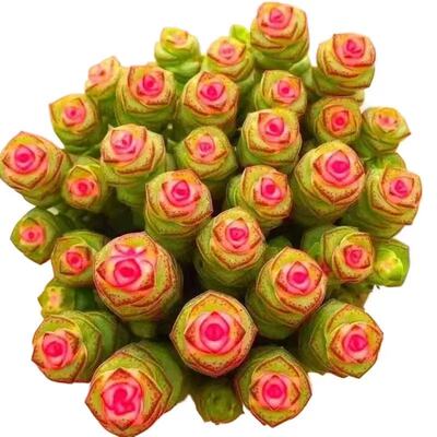 稀有钱串锦室内桌面四季好养