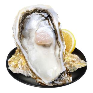 【顶盖肥】贝司令冰鲜半壳生蚝乳山牡蛎免开壳现开现发干净肥美