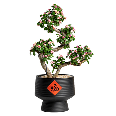 老桩金枝玉叶盆景耐旱好养