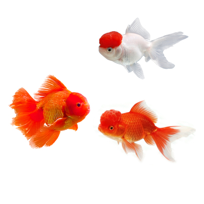 红狮金鱼国师鱼冷水鱼小金鱼活鱼淡水锦鲤观赏鱼好养耐活鱼不加温