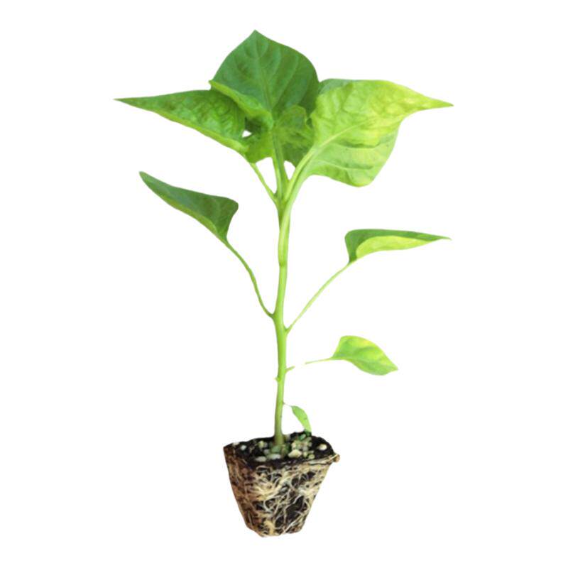 七彩椒苗辣椒苗秧四季观赏盆栽苗