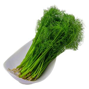 茴香种子割茬食用四季盆栽蔬菜种子阳台农家庭院小茴香籽香料种籽