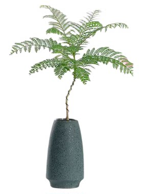 蓝花楹红花楹凤凰木紫黄花风铃树