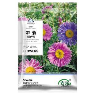 五彩翠菊种子种籽孑子糖果菊花种混色七月菊花籽阳台庭院四季盆栽