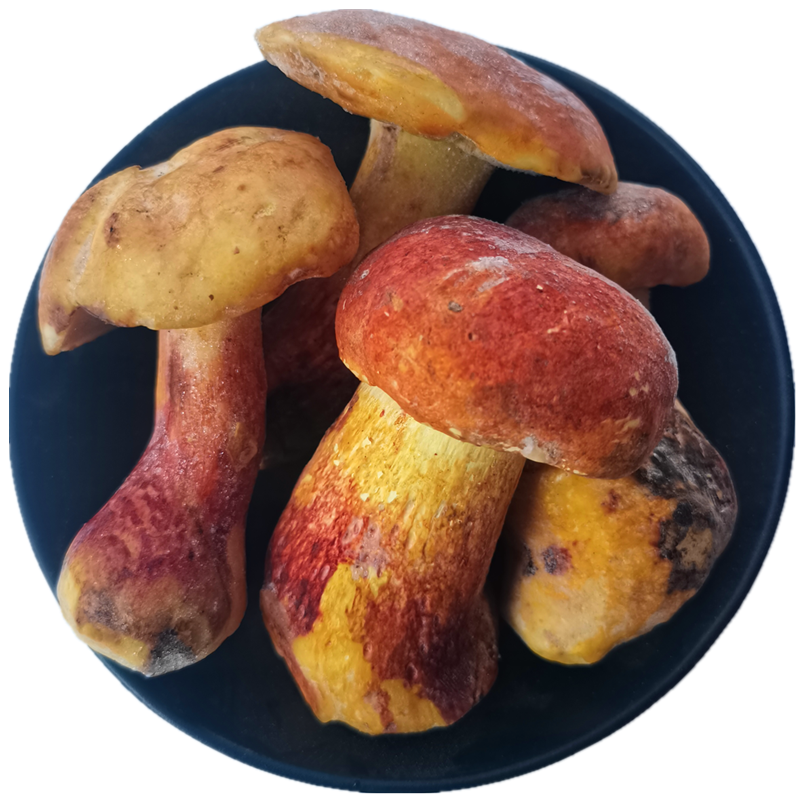蘑菇见手青红葱新鲜野生黄牛肝菌