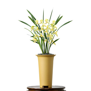 翁源兰花老种四季建立正品小乔荷型素花开小国魂带花浓香好养盆栽