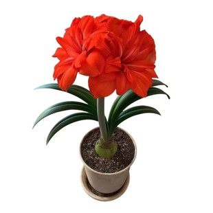 现货 巨无霸系列 大球 荷兰进口朱顶红种球带花苞花剑重瓣易种活