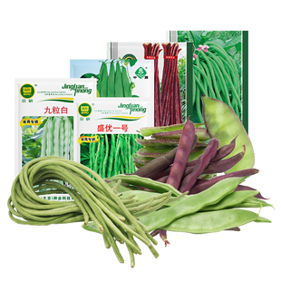 农科院豆角种子长豇豆苗无筋架豆白不老四季扁豆油豆角蔬菜种籽孑