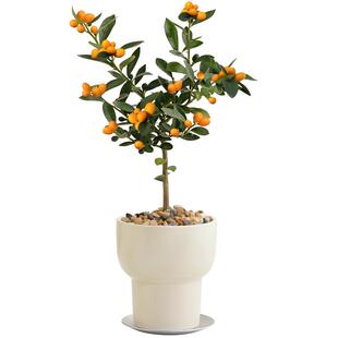 小金豆盆栽带果冬季耐寒植物绿植客厅办公室花卉桌面好养果树盆景