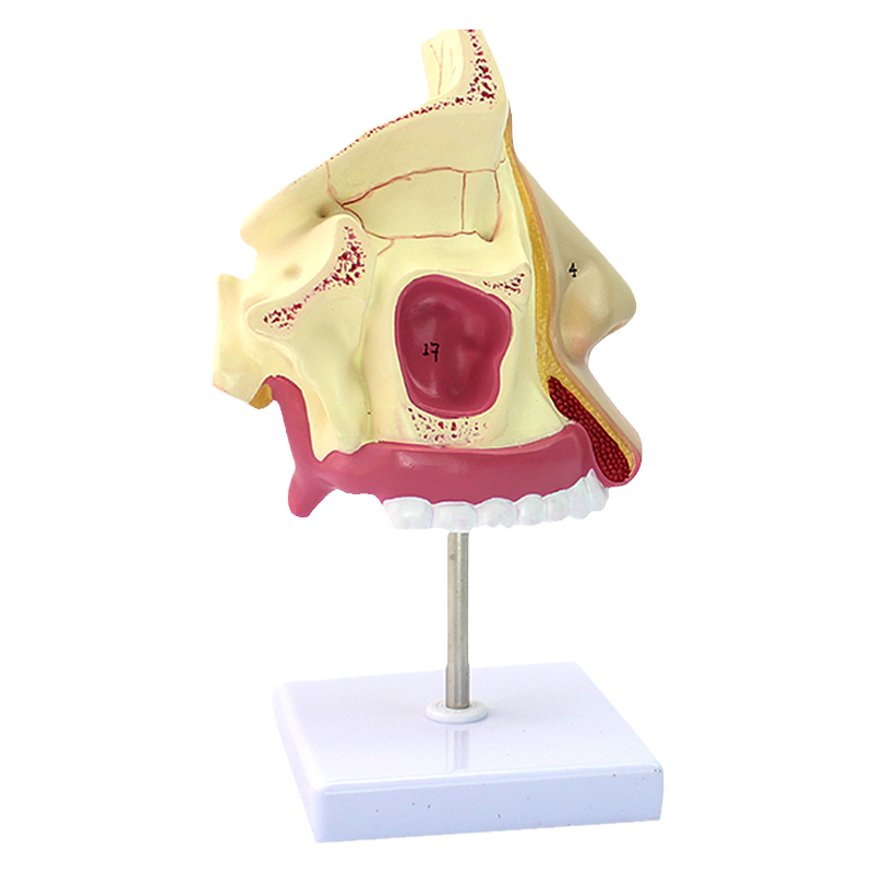 ENOVO颐诺人体医学鼻腔模型 耳鼻喉呼吸科鼻腔内窥镜鼻甲解剖模型鼻子额窦蝶窦上颌窦上颌呼吸五官科教学演示