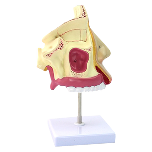 ENOVO颐诺人体医学鼻腔模型 耳鼻喉呼吸科鼻腔内窥镜鼻甲解剖模型鼻子额窦蝶窦上颌窦上颌呼吸五官科教学演示