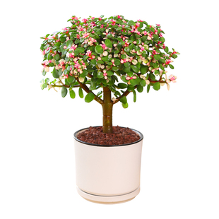 金枝玉叶盆栽造型多肉植物大颗大型老桩稀有品种雅乐之舞肉肉盆景