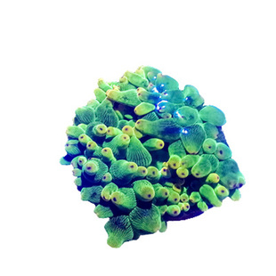 奶嘴海葵 短须绿地毯 红奶嘴珊瑚公主葵紫点白葵火山小丑共生葵