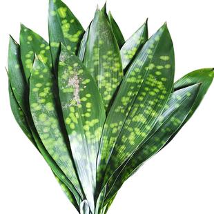 四川花粽叶新鲜粽子云南粽叶铜钱花大粽子叶箬叶非竹叶芦苇叶包邮