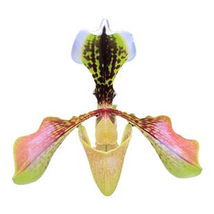 绿缘兰花 实生苗原生种-包氏兜兰[紫毛变种]（Paph.boxallii）