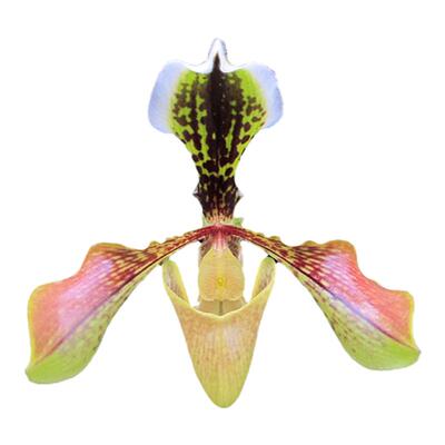 绿缘兰花 实生苗原生种-包氏兜兰[紫毛变种]（Paph.boxallii）