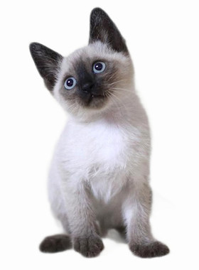 纯种泰国暹罗猫幼猫宠物猫幼崽